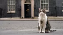 Кот Ларри / Фото: x.com/Number10cat