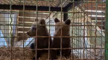 У «Синевирі» врятували двох осиротілих ведмежат / Фото: Національний природний парк "Синевир"