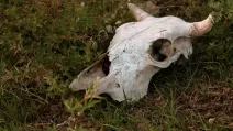 Cow skull / Illustrative photo: Pixabay