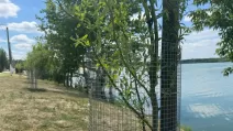 Дерева, обтянуті сіткою у Журавлівському гідропарку / Фото: Суспільне