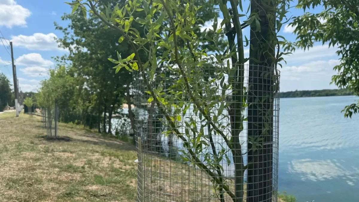 Деревья, обтянутые сеткой в Журавлевском гидропарке / Фото: Суспільне