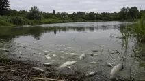 Погибшая рыба в водоеме / Фото сгенерировано ИИ