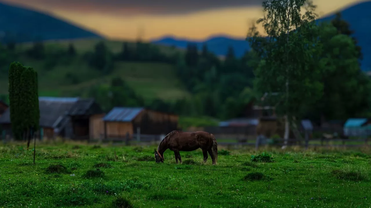 Ворохта літня / Фото: Facebook Андрей Данилюк