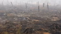 Обгорілі пні дерев у районі, постраждалому від лісової пожежі поблизу Мальмеді, Бельгія, 16 серпня 2026 року / Фото: Reuters