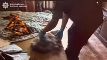 В Киеве во время застолья женщина выбросила пинчера с балкона: собака погибла / Фото: Нацполиция