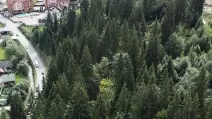 Лес возле Буковеля / Фото: Офис Генерального прокурора