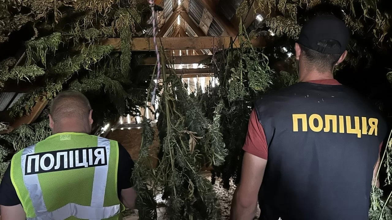 Изъятые во время спецоперации "Джентльмены" каннабис и растения конопли / Фото: Национальная полиция Украины