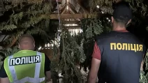 Вилучені під час спецоперації "Джентльмени" канабіс та рослини конопель / Фото: Національна поліція України