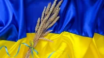 Колосся пшениці на тлі прапора України / Ілюстративне фото: depositphotos.com