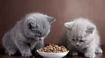 Котята возле миски с сухим кормом / Иллюстративное фото: Depositphotos