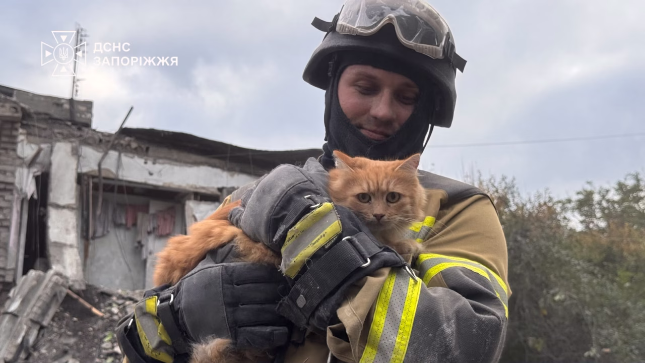 Кіт дивом залишився неушкодженим після авіаудару по Запоріжжю / Фото: ДСНС